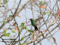 Salvin's Emerald